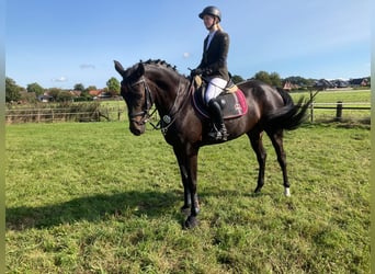 Oldenburger, Hengst, 5 Jaar, 168 cm, Bruin