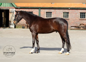 Oldenburger, Hengst, 5 Jaar, 170 cm, Donkerbruin