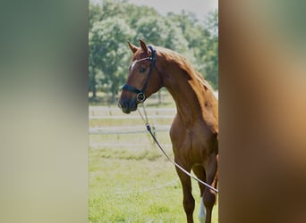 Oldenburger, Hengst, 5 Jaar, 172 cm, Vos