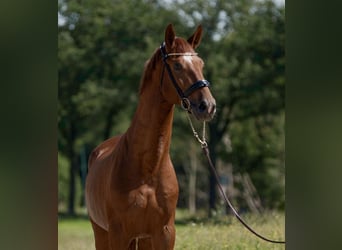 Oldenburger, Hengst, 5 Jaar, 172 cm, Vos
