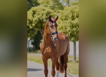 Oldenburger, Hengst, 5 Jaar, 172 cm, Vos