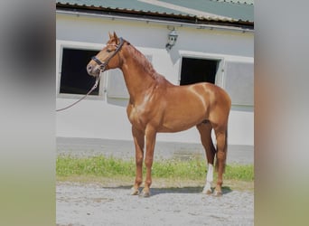Oldenburger, Hengst, 5 Jaar, 172 cm, Vos