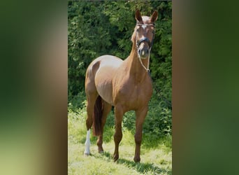 Oldenburger, Hengst, 5 Jaar, 172 cm, Vos