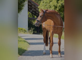 Oldenburger, Hengst, 5 Jaar, 172 cm, Vos