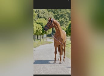 Oldenburger, Hengst, 5 Jaar, 172 cm, Vos