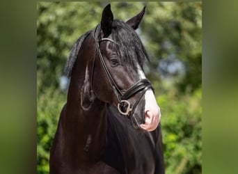 Oldenburger, Hengst, 5 Jaar, 172 cm, Zwart