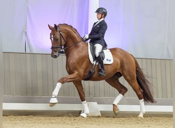 Oldenburger, Hengst, 5 Jaar, Vos