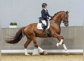 Oldenburger, Hengst, 5 Jaar, Vos