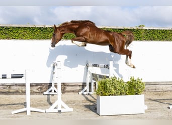 Oldenburger, Hengst, 5 Jahre, 160 cm, Fuchs