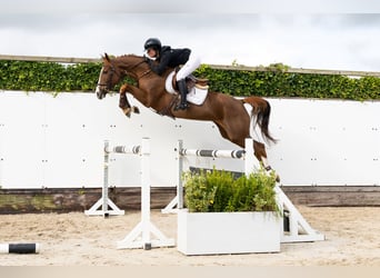 Oldenburger, Hengst, 5 Jahre, 163 cm, Fuchs Oldenburger, Hengst, 5 Jahre, 163 cm, Fuchs