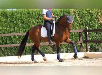 Oldenburger, Hengst, 5 Jahre, 165 cm, Rotbrauner