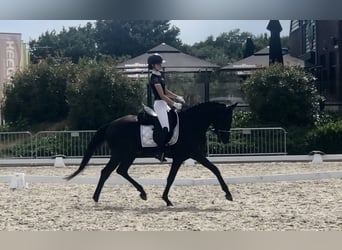 Oldenburger, Hengst, 5 Jahre, 167 cm, Rappe