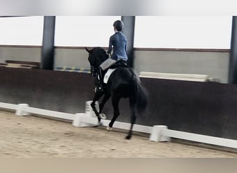 Oldenburger, Hengst, 5 Jahre, 167 cm, Rappe