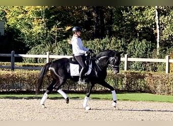 Oldenburger, Hengst, 5 Jahre, 167 cm, Rappe