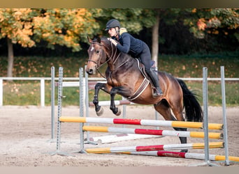 Oldenburger, Hengst, 5 Jahre, 168 cm