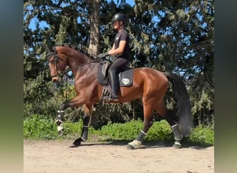 Oldenburger, Hengst, 5 Jahre, 170 cm, Hellbrauner
