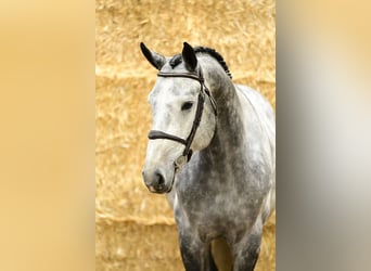 Oldenburger, Hengst, 5 Jahre, 170 cm, Schimmel