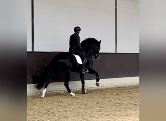 Oldenburger, Hengst, 5 Jahre, 173 cm, Rappe