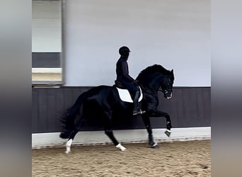 Oldenburger, Hengst, 5 Jahre, 173 cm, Rappe