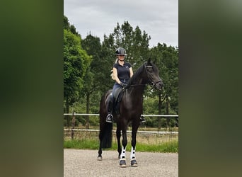 Oldenburger, Hengst, 5 Jahre, Dunkelbrauner