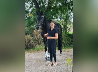 Oldenburger, Hengst, 5 Jahre, Dunkelbrauner