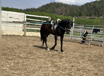 Oldenburger, Hengst, 6 Jahre, 160 cm, Rappe
