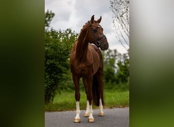 Oldenburger, Hengst, 6 Jahre, 166 cm, Dunkelfuchs