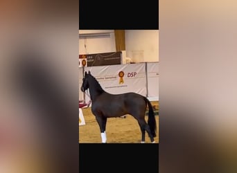 Oldenburger, Hengst, 6 Jahre, 170 cm, Brauner
