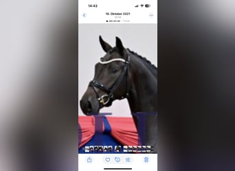 Oldenburger, Hengst, 6 Jahre, 170 cm, Brauner