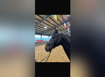 Oldenburger, Hengst, 6 Jahre, 170 cm, Brauner