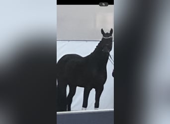 Oldenburger, Hengst, 6 Jahre, 170 cm, Brauner