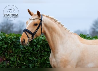 Oldenburger, Hengst, 6 Jahre, 172 cm, Palomino