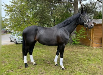 Oldenburger, Hengst, 6 Jahre, 176 cm, Rappe