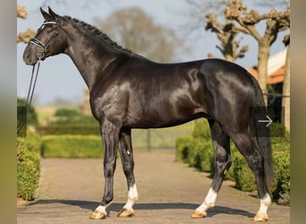 Oldenburger, Hengst, 6 Jahre, 178 cm, Rappe