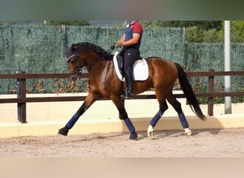 Oldenburger, Hengst, 7 Jaar, 165 cm, Roodbruin