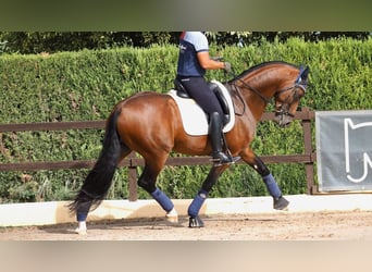 Oldenburger, Hengst, 7 Jaar, 165 cm, Roodbruin