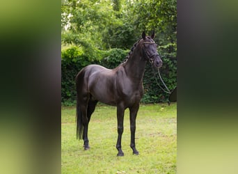Oldenburger, Hengst, 7 Jaar, 166 cm, Zwart