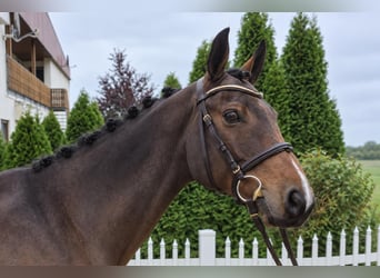 Oldenburger, Hengst, 7 Jaar, 167 cm, Bruin