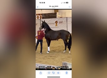 Oldenburger, Hengst, 7 Jaar, 170 cm, Bruin