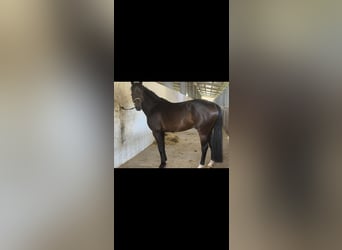 Oldenburger, Hengst, 7 Jaar, 170 cm, Bruin