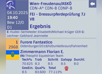 Oldenburger, Hengst, 7 Jaar, 174 cm, Bruin