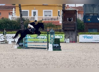 Oldenburger, Hengst, 7 Jaar, 175 cm, Donkerbruin