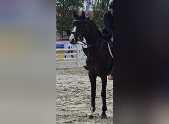 Oldenburger, Hengst, 7 Jahre, 163 cm