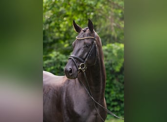 Oldenburger, Hengst, 7 Jahre, 166 cm, Rappe