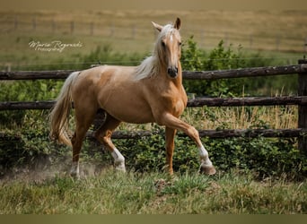 Oldenburger, Hengst, 7 Jahre, 170 cm, Palomino