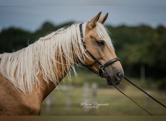 Oldenburger, Hengst, 7 Jahre, 170 cm, Palomino