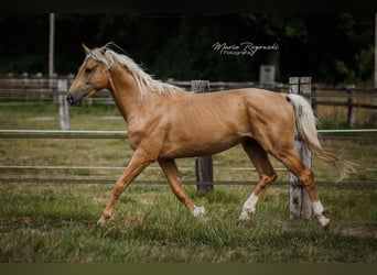 Oldenburger, Hengst, 7 Jahre, 170 cm, Palomino