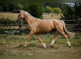 Oldenburger, Hengst, 7 Jahre, 170 cm, Palomino
