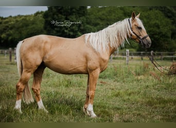 Oldenburger, Hengst, 7 Jahre, 170 cm, Palomino