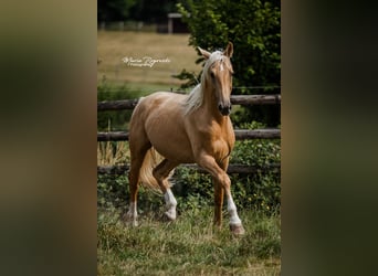 Oldenburger, Hengst, 7 Jahre, 170 cm, Palomino